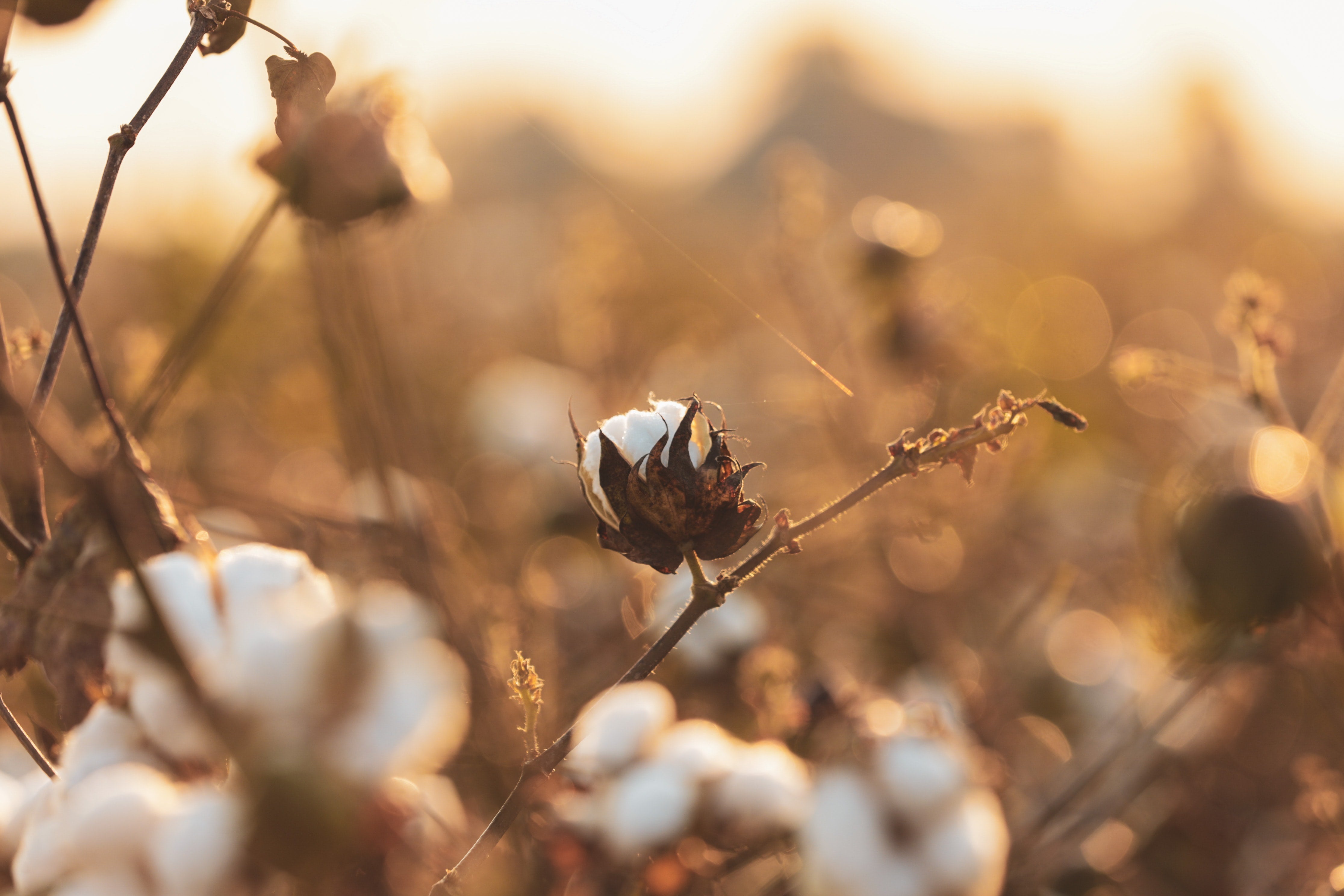 image of cotton growing