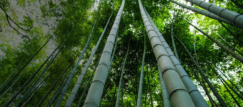 Why Bamboo Fabric Is Transforming Modern Workout Apparel